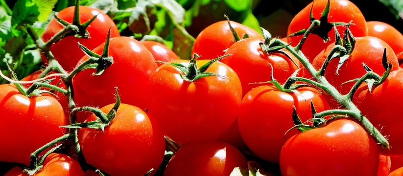 Сезон посадки томатов в теплицах приближается, и садоводы каждый год ищут способы обеспечить своим растениям хороший рост и высокий урожай.