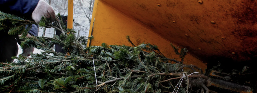 Пока власти Новороссийска советуют горожанам справиться с утилизацией елок самостоятельно, в Анапе их забирают на переработку с любой мусорки