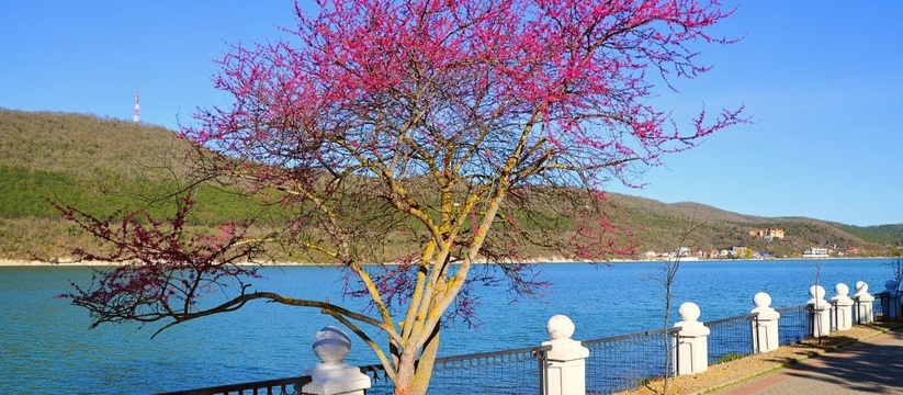 Фотографы делают потрясающие снимки ярко-розовых деревьев.В этом году весна радует новороссийцев аномально теплой погодой.