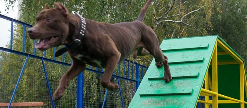 В Новороссийске обещают озеленить самые "голые" участки города и построить площадки для выгула собак