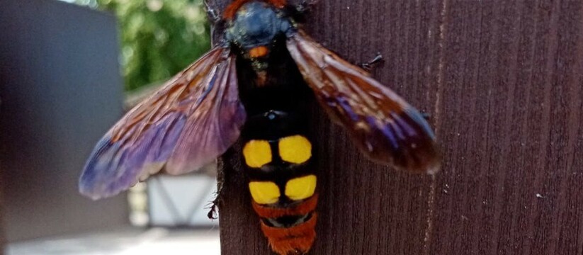 Жители Абрау-Дюрсо нередко встречают редких и необычных насекомых. Фотографиями живности они делятся в соцсетях.