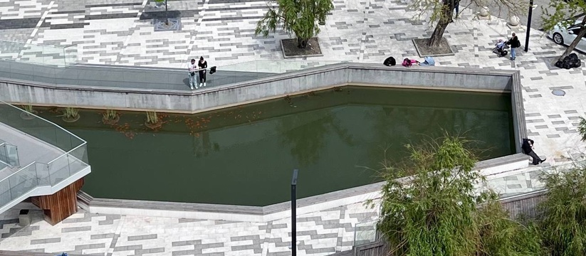 «В плохой воде мальки никогда не появятся!»: рыба в пруда в парке Фрунзе Новороссийска пошла на нерест