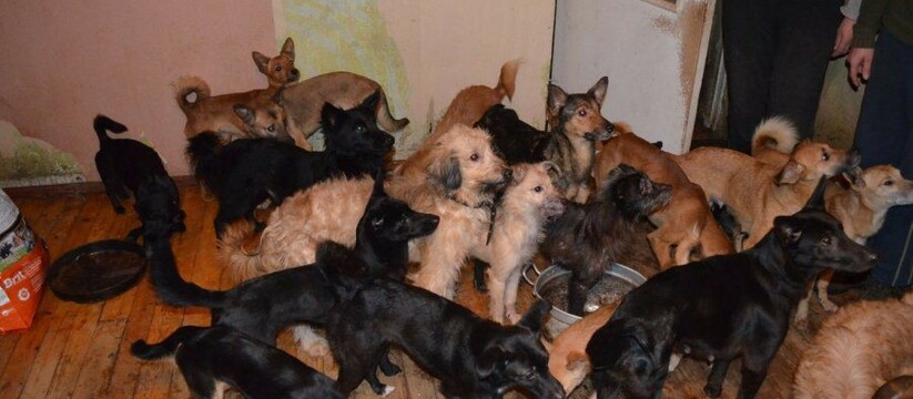 "Трупный запах и постоянный лай": новороссийцы поселили десятки собак и кошек в жилом доме