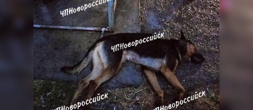 В Новороссийске собака погибла от удара током, наступив на металлическую опору автобусной остановки.