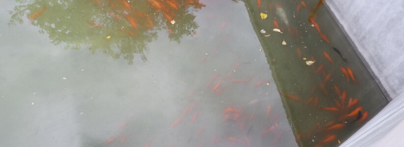 В водоем в парке Фрунзе Новороссийска запустили золотых рыбок