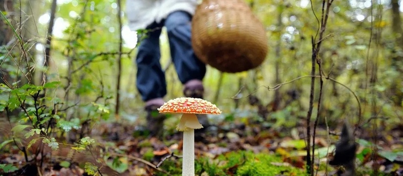 Съел сам и угостил соседей: в Новороссийске 4 человека отравились грибами 