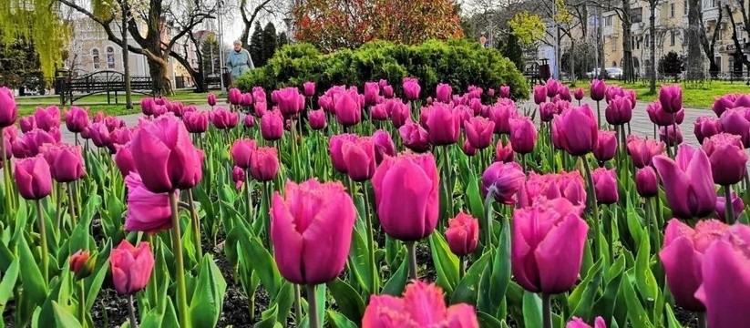 В Новороссийске планируют высадить около 180 тысяч виол, больше 50 тысяч тюльпанов и 3 тысяч декоративных капуст
