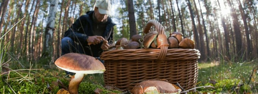 Три грибника из Новороссийска оказались в реанимации с отравлением