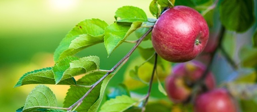 В Финляндии процветают невысокие яблони, которые щедро усыпаны плодами.