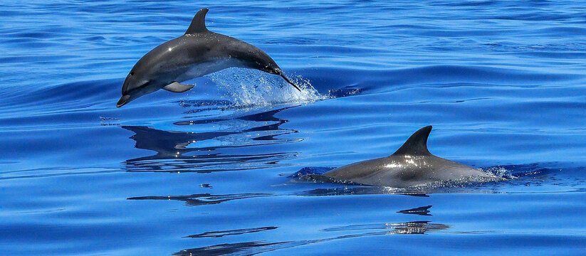 Дельфинчики у анапского берега продолжают радовать трюками жителей и гостей города.На видео дельфин гоняет рыбину.