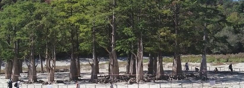 В Анапе на озере Сукко начали огораживать кипарисы от наглых туристов