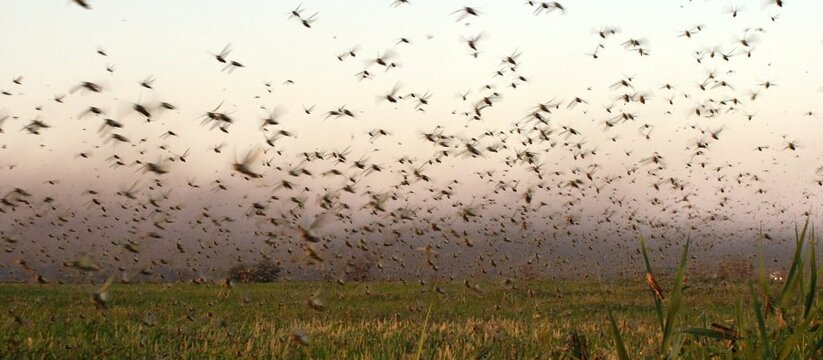 «Саранча атакует!»: полчища насекомых съедают поля Краснодарского края