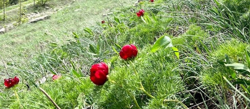Цветы занесены в Красную книгу, их нельзя рвать, выкапывать и топтать.В этом году весна в Новороссийске наступила раньше, чем обычно.