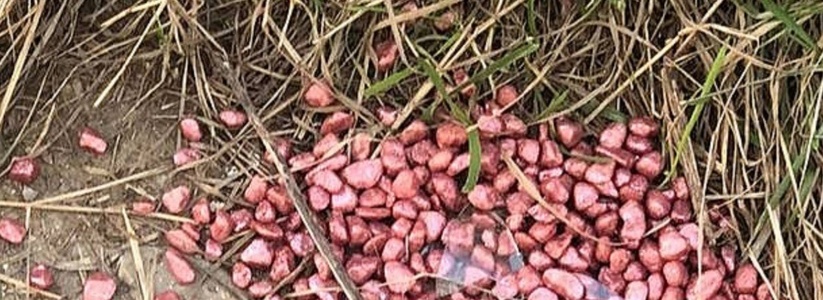 Догхантеры не дремлют: в Южном районе Новороссийска рассыпан крысиный яд в перемешку с битым стеклом