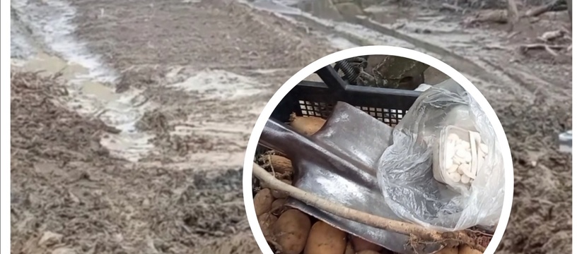 Житель Новороссийска посадил картофель и тыкву в лесу в районе Неберджаевского водохранилища