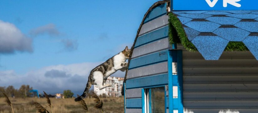 В Новороссийске северным ветром чуть не унесло кота