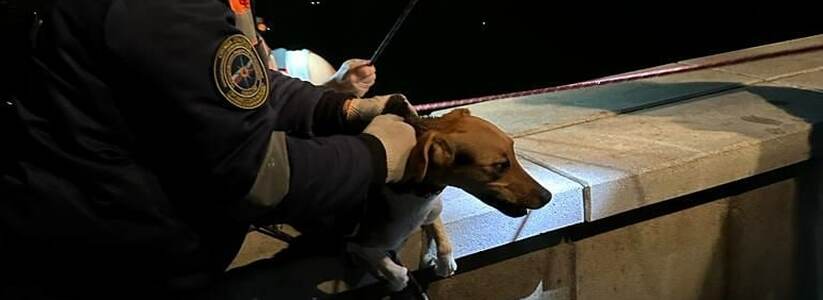 В Новороссийске достали собаку, прыгнувшую в море с пирса