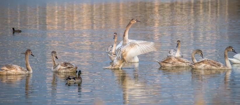 «Они вернутся!»: орнитолог поделилась предположениями о судьбе лебедей, выросших в Суджукской лагуне Новороссийска