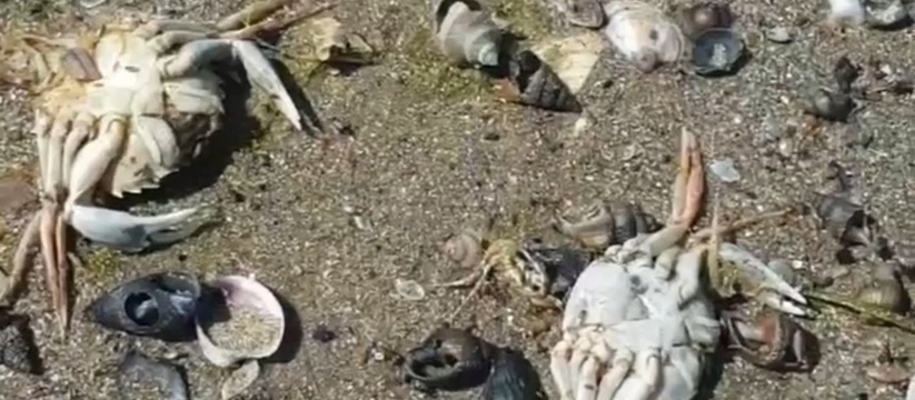 Пляжи Анапы усыпаны мертвыми крабами