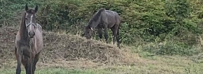«У животных раны гниют!»: новороссийка рассказала о жестоком обращении с лошадьми в поселке Небуг
