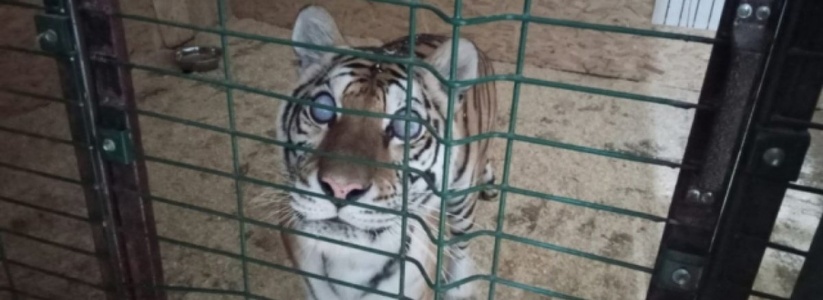 Спасенную от изверга тигрицу Аврору из Новороссийска готовят ко второй операции: животное полностью ослепло