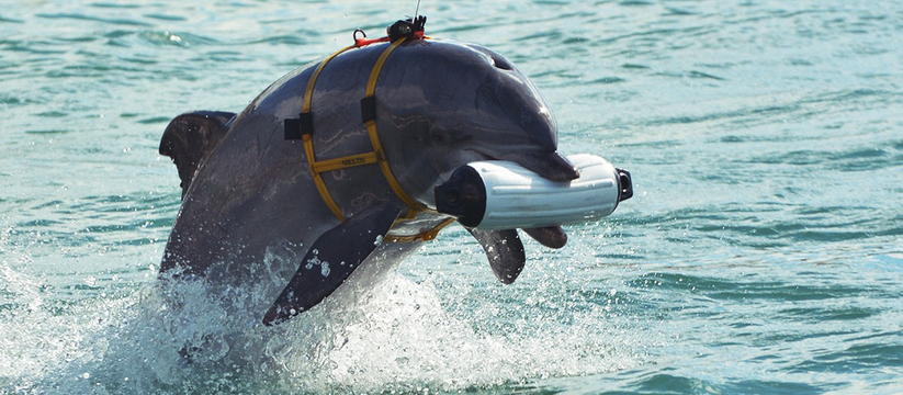 Морскую базу на Черноморском побережье теперь будут охранять боевые дельфины