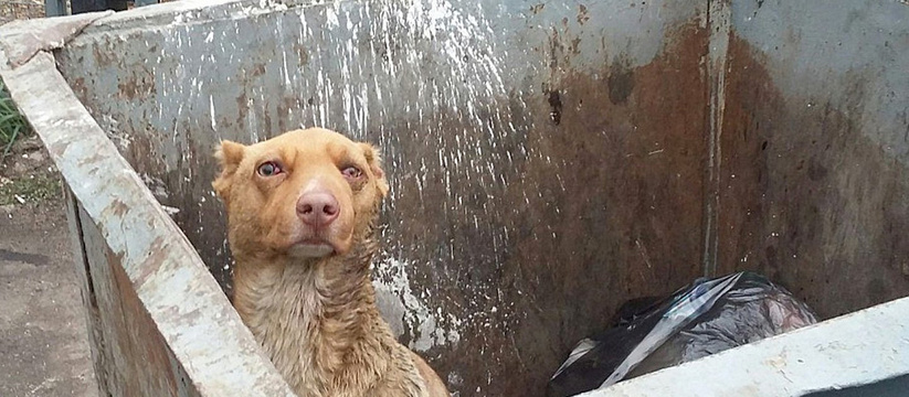 «Все глаза в крови…»: под Новороссийском живодер выбросил в мусорный контейнер избитую собаку в завязанном мешке