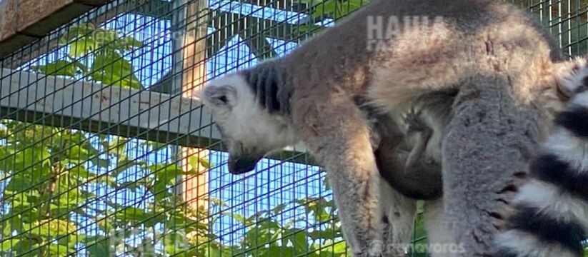 В парке живой природы Новороссийска родился детеныш лемура: трогательное видео