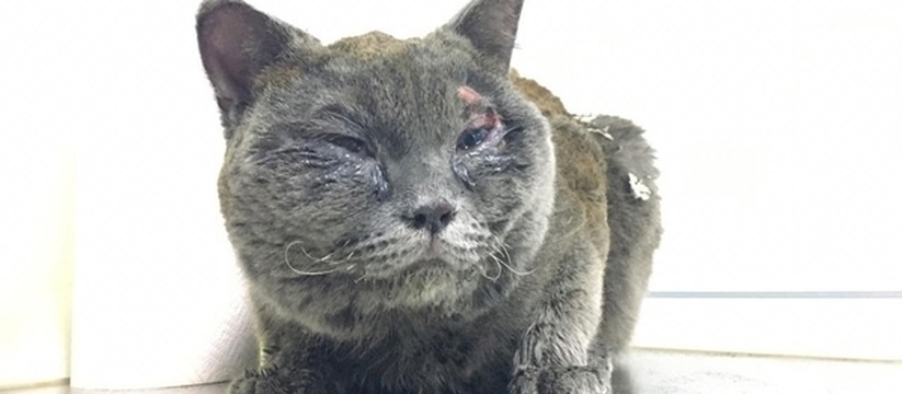 Хозяйка бросила кота Мишу, пострадавшего при пожаре на Героев-Десантников в Новороссийске