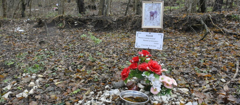 Новые захоронения домашних животных обнаружены в лесу под Новороссийском в районе Неберджая