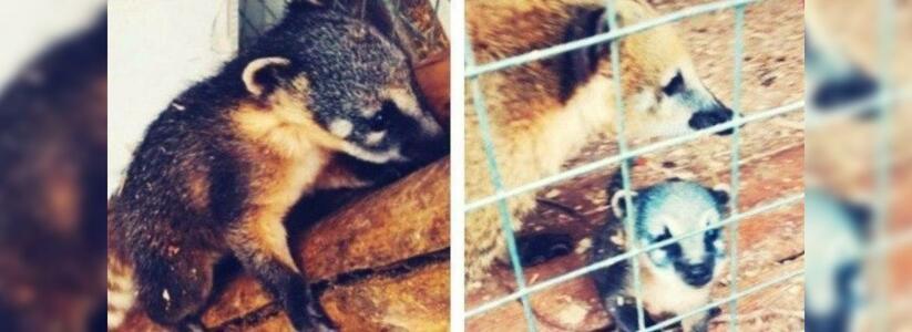 Работники расположенного в пригороде Новороссийска зоопарка просят придумать имя маленькой носухе