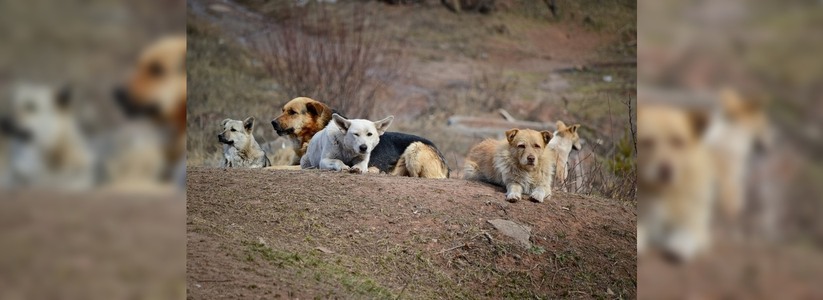 «Помогите!»: стаи бродячих собак пугают жителей Новороссийска