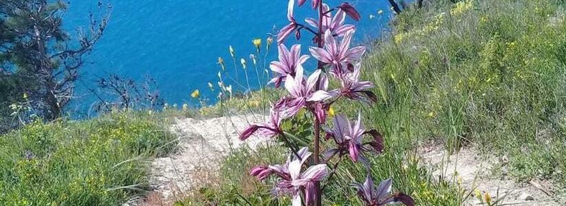 Красивый и опасный цветок зацвел в окрестностях Новороссийска: растение оставляет на коже серьезные ожоги
