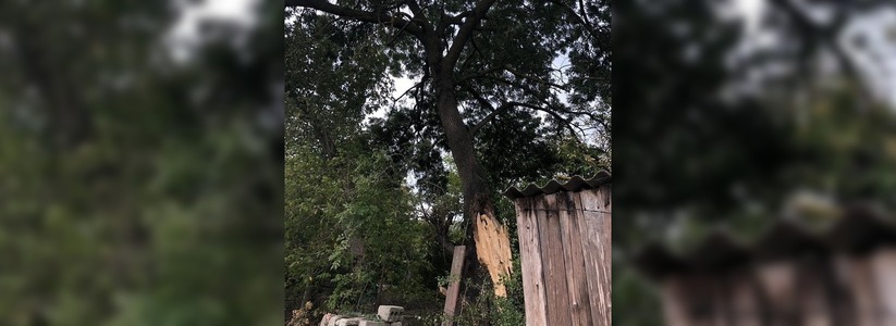 Огромное дерево едва не рухнуло на дом новороссийцев
