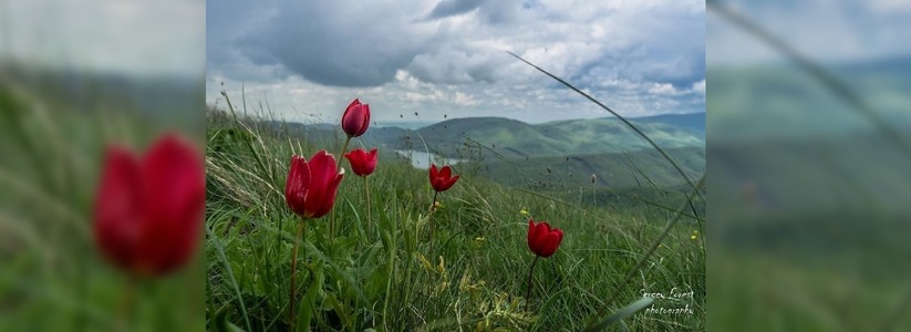 На склонах Маркотхского хребта цветут дикие тюльпаны и пионы: новороссийцы делятся фотографиями цветов