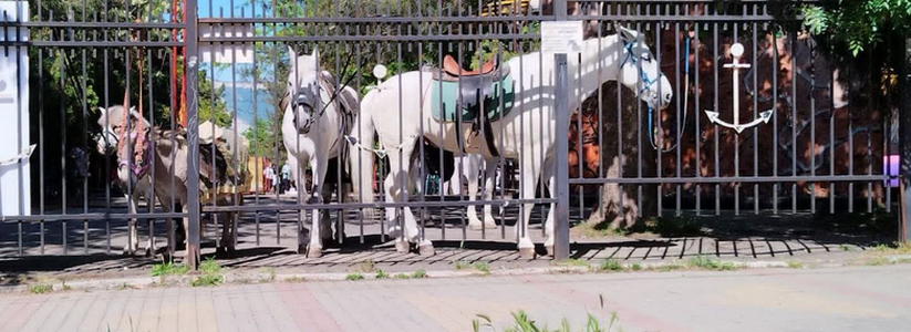 «Когда это издевательство закончится?!»: новороссийцы просят освободить лошадей из парка им.Ленина