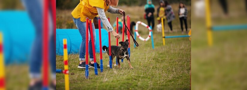 В Новороссийске провели соревнования для собак «Веселые старты»: животные состязались  в скорости, ловкости и выносливости