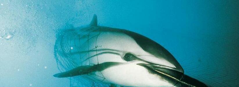 В Черном море введут новые ограничения для рыболовства, чтобы спасти дельфинов
