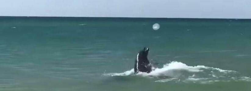 В Анапе дельфины поиграли медузами в волейбол