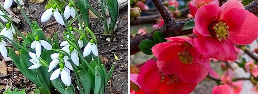 Пока на Новороссийск надвигаются мороз и снегопад, во дворах горожан цветут подснежники и деревья