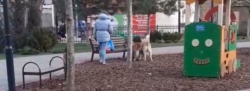 "Когда люди начнут думать о своих животных?!": собаки сцепились посреди детской площадки в Новороссийске