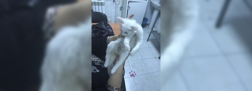 В Новороссийске неизвестный расстрелял маленького котенка: животное может остаться инвалидом
