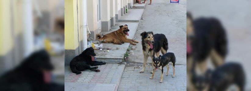 В Новороссийске всерьез взялись за отлов бродячих собак: стаи животных пугают горожан