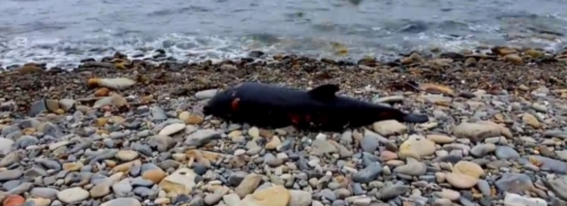 «Некоторые трупы полностью черные». На пляжах Сочи, Анапы,  Геленджика и Новороссийска обнаружили около сотни мертвых дельфинов
