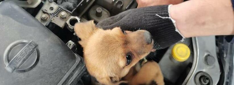 В Новороссийске спасатели достали щенка, который забрался в моторный отсек