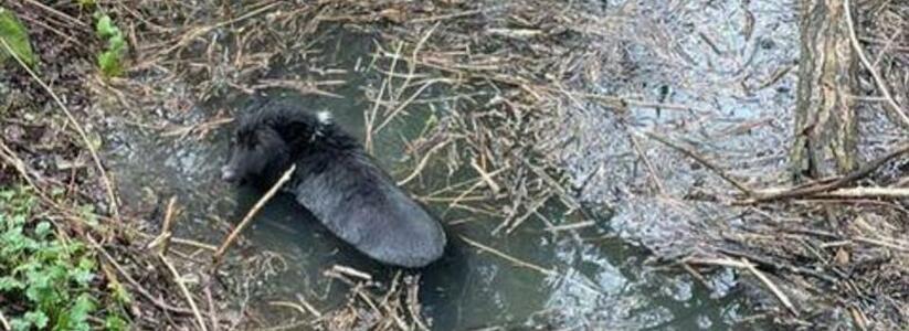 В Новороссийске спасатели достали собаку, которая угодила в ливневку