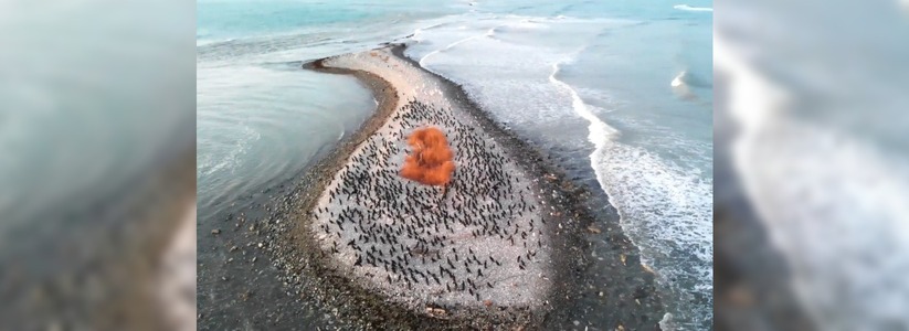 «Островитяне». Новороссиец снимал релакс-видео об острове Суджук и неожиданно встретил там огромную стаю птиц