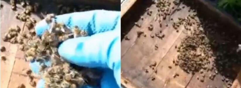 Департамент ветеринарии Кубани прокомментировал массовую гибель пчёл в Новороссийске