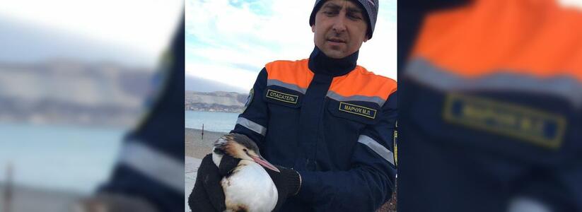Новороссийские спасатели приютили обездвиженную дикую утку