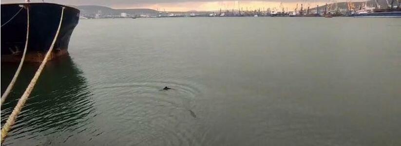 В бухту Новороссийска приплыли крошечные дельфинята: умилительное видео